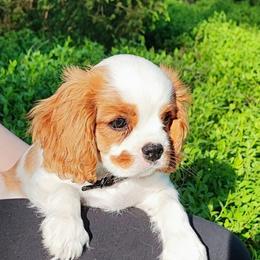 Cavalier King Charles Spaniel Puppies from London Fog Cavaliers