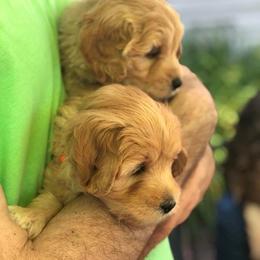 Australian Labradoodle Puppies from Cornerstone Labradoodles