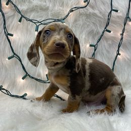 Dasher - Dapple Dachshund puppy in Fort Worth, Texas from Louis' Litters