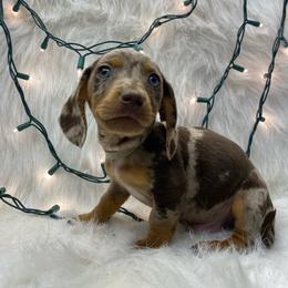 Dasher - Dapple Dachshund puppy in Fort Worth, Texas from Louis' Litters