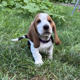 Wilma - Baby purple - Black brown and white female Basset Hound puppy in Meyersdale, Pennsylvania from Susan's Basset Hounds