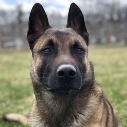 Ike - Dutch Shepherd