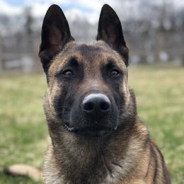 Ike - Dutch Shepherd