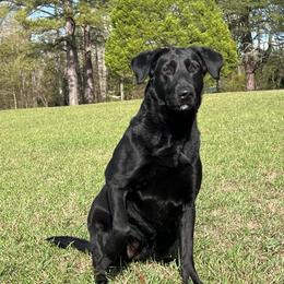 Dakota - Labrador Retriever