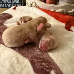 Spice - Cream female Dachshund puppy in Perryville, Maryland from Heavenly Heritage Dachshunds and Doods