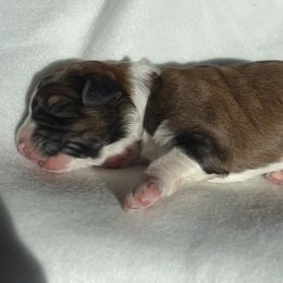 Boy 3 - Aussiedoodle puppy in Shell Lake, Wisconsin from KC Acres
