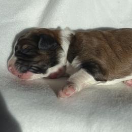 Boy 3 - Aussiedoodle puppy in Shell Lake, Wisconsin from KC Acres