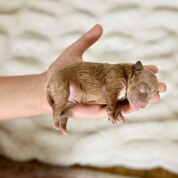 Goldendoodle Puppies from Hygge & Hound by McKenzie