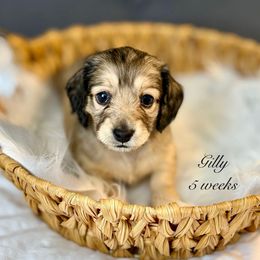 Gilly - Cream female Dachshund puppy in Ormond Beach, Florida from Meadow Ridge Dachshunds