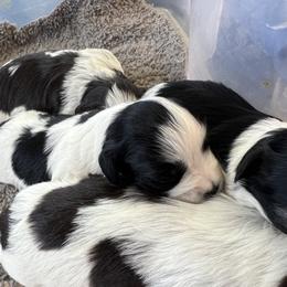 Miniature Schnauzer Puppies from A.R Miniature Schnauzers