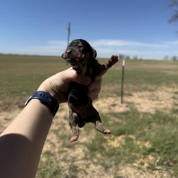 Girl 2 - Black and tan female Dachshund puppy in Rising Star, Texas from Boring Weenies