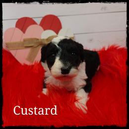 Custard - Black and white female Sheepadoodle puppy in Farley, Iowa from Iowa's Doodle Co.