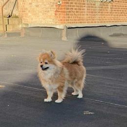 Kakaposhka - Orange parti female Pomeranian puppy in Brooklyn, New York from Svitlana's Pomeranians