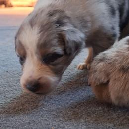SKYE-bmf2 - Blue merle female Australian Shepherd puppy in Salem, Arkansas from Patchwork Kennels