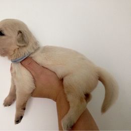 Golden Retriever Puppies from Bent Golden Retrievers