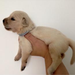 Golden Retriever Puppies from Bent Golden Retrievers