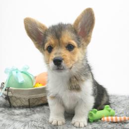 Charlie - Black and tan male American Corgi puppy in Missouri from Country Legends Aussies & Corgis