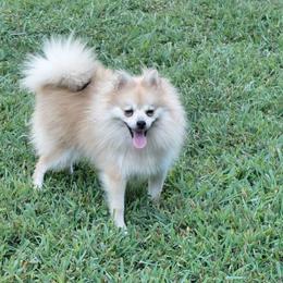 Meemee - Pomeranian