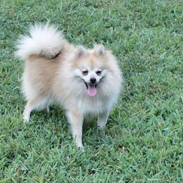 Meemee - Pomeranian