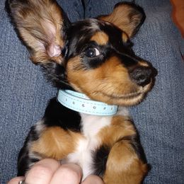 Dachshund Puppies from Michigan Rockin' Dachshunds