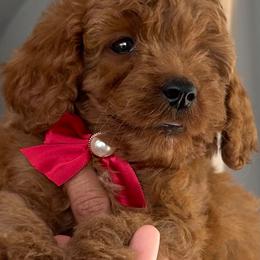 Red Heart - Red  female Goldendoodle puppy in Germantown, Maryland from Honey Blossom Doodles
