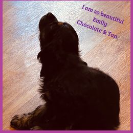Cocker Spaniel Puppies from Angelic Cocker’s