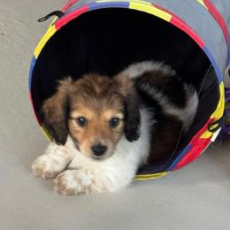 AKC LH Gust - Piebald male Dachshund puppy in Summit, South Carolina from Doxies4Paws