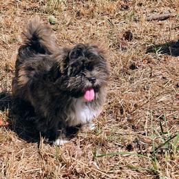 Jasper - Brindle male Lhasa Apso puppy in Hillsboro, Oregon from Luv-N-Laughter Lhasa Apsos