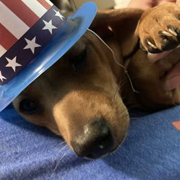 Winnie the poo - Dachshund