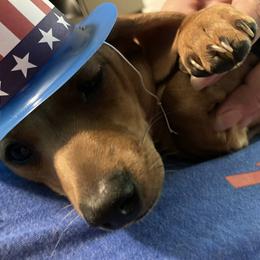 Winnie the poo - Dachshund