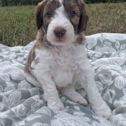 Goldendoodle Puppies from FamilyLoved Doodles