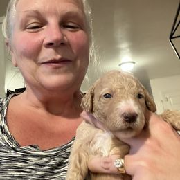 Goldendoodle Puppies from Blue Valley Goldendoodles