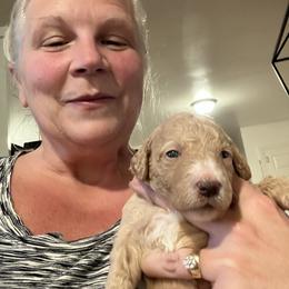 Goldendoodle Puppies from Blue Valley Goldendoodles