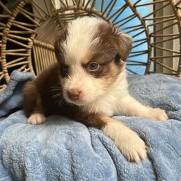 James - Red tri-color male Australian Shepherd puppy in Grants Pass, Oregon from Carmel Mountain Aussies