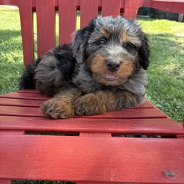 Leo - Tri-color male Bernedoodle puppy in American Fork, Utah from Kaylas Precious Puppies