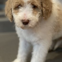 Goldendoodle All Grown Up from Cali Doodles Gone South