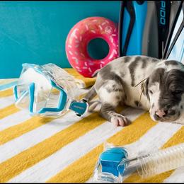 Xaden - Harlequin male Great Dane puppy in Kalamazoo, Michigan from Beaver Creek Danes
