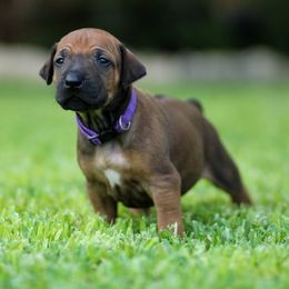 Miley - Rd whtn blk nose female Rhodesian Ridgeback puppy in Round Rock, Texas from Lone Star Ridgebacks