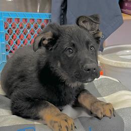 Purple - Sable female German Shepherd puppy in Council Bluffs, Iowa from Von Skvely' Haus