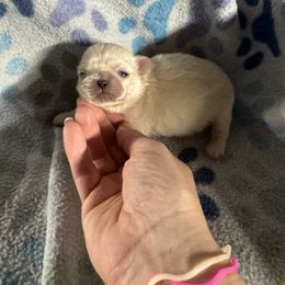 AKC Jada - Cream female Pekingese puppy in Cumming, Georgia from Imperial Pekingese