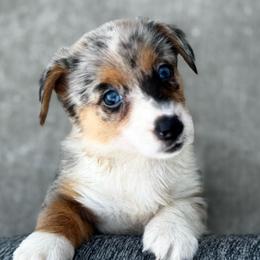 Maggie - Blue merle and white female American Corgi puppy in Nortonville, Kansas from Low Riders Corgis & Mini Aussies