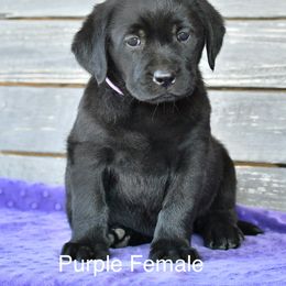 Purple female - Black female Labrador Retriever puppy in Mississippi from Sure Shot English Labs