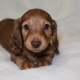 Penny - Red female Dachshund puppy in Texarkana, Texas from Lolo&CoDachshunds