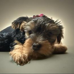 Orange boy - Black and tan male Yorkshire Terrier puppy in Pomona, California from Lunio's Yorkies