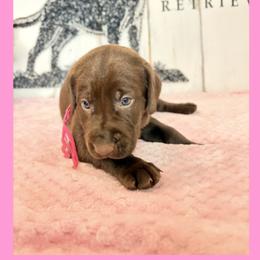 Pink Collar Chocolate Female - Chocolate female Labrador Retriever puppy in Gainesville, Georgia from Rucker Retrievers