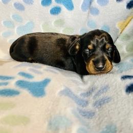 Dachshund Puppies from Mahzian Miniature Dachshunds