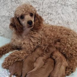 Cavapoos and Poodles from Browns Babies