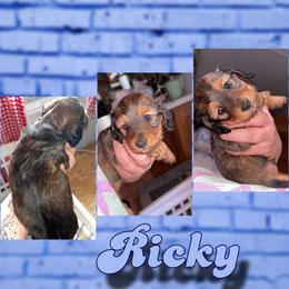 Ricky - Red male Dachshund puppy in Brazil, Indiana from King Duke Dachshunds