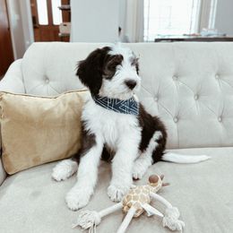 Bernedoodle, Goldendoodle, and Sheepadoodle Puppies from High Desert Doodles