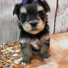 Amelia - Black & tan tri-color female Morkie puppy in Monticello, Iowa from Ashley’s Puppies